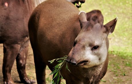 Tapir im Zoo Schmiding